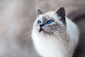 Gato curioso